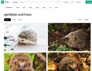 Pexels Screenshot Suche "Igel"